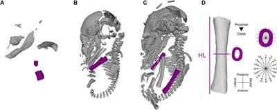 Prenatal Developmental Trajectories of Fluctuating Asymmetry in Bat Humeri